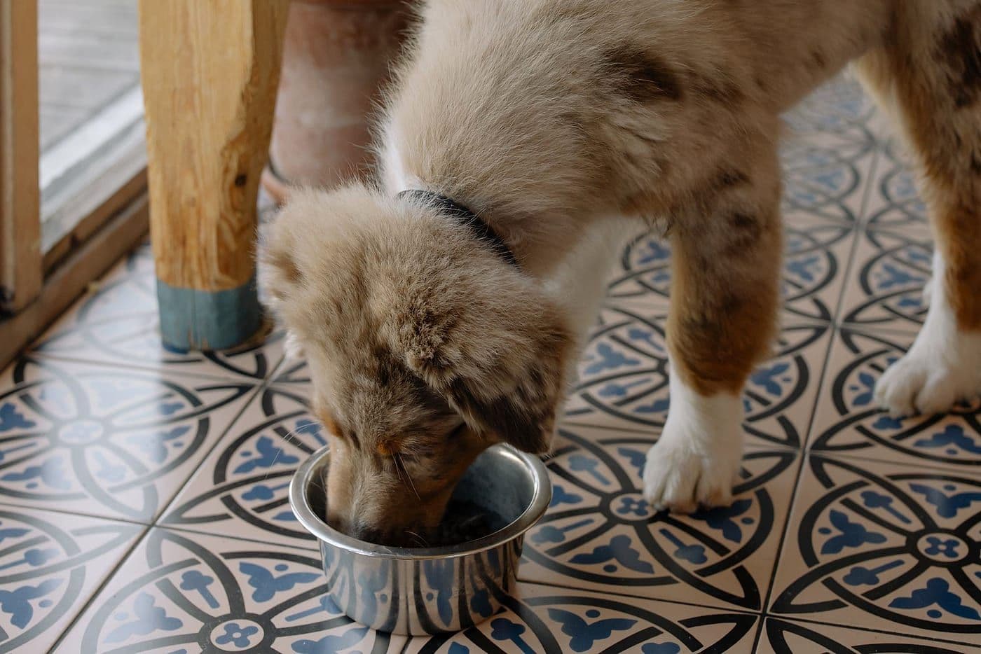 An Australian Shepherd puppy eating from a metal bowl on a tiled floor