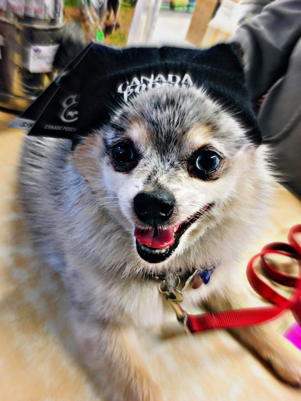 A small grey and white dog in a black Canada Pooch toque, smiling at the camera
