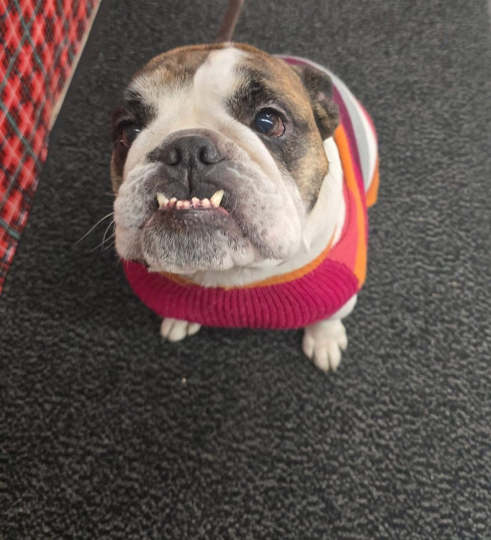 A bulldog in a striped pink and orange sweater looking up at the camera