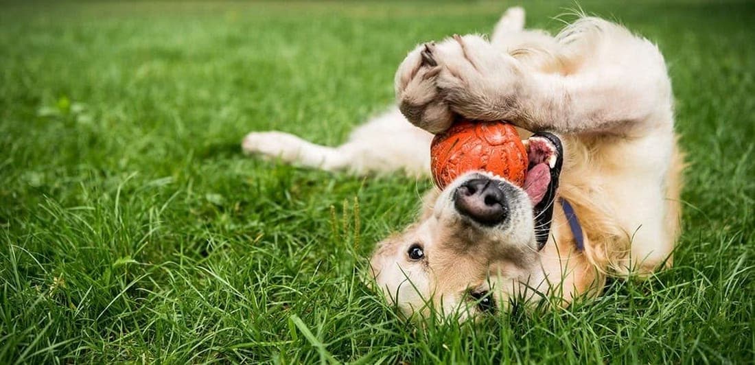 A golden-haired dog rolling on its back in the grass with a toy