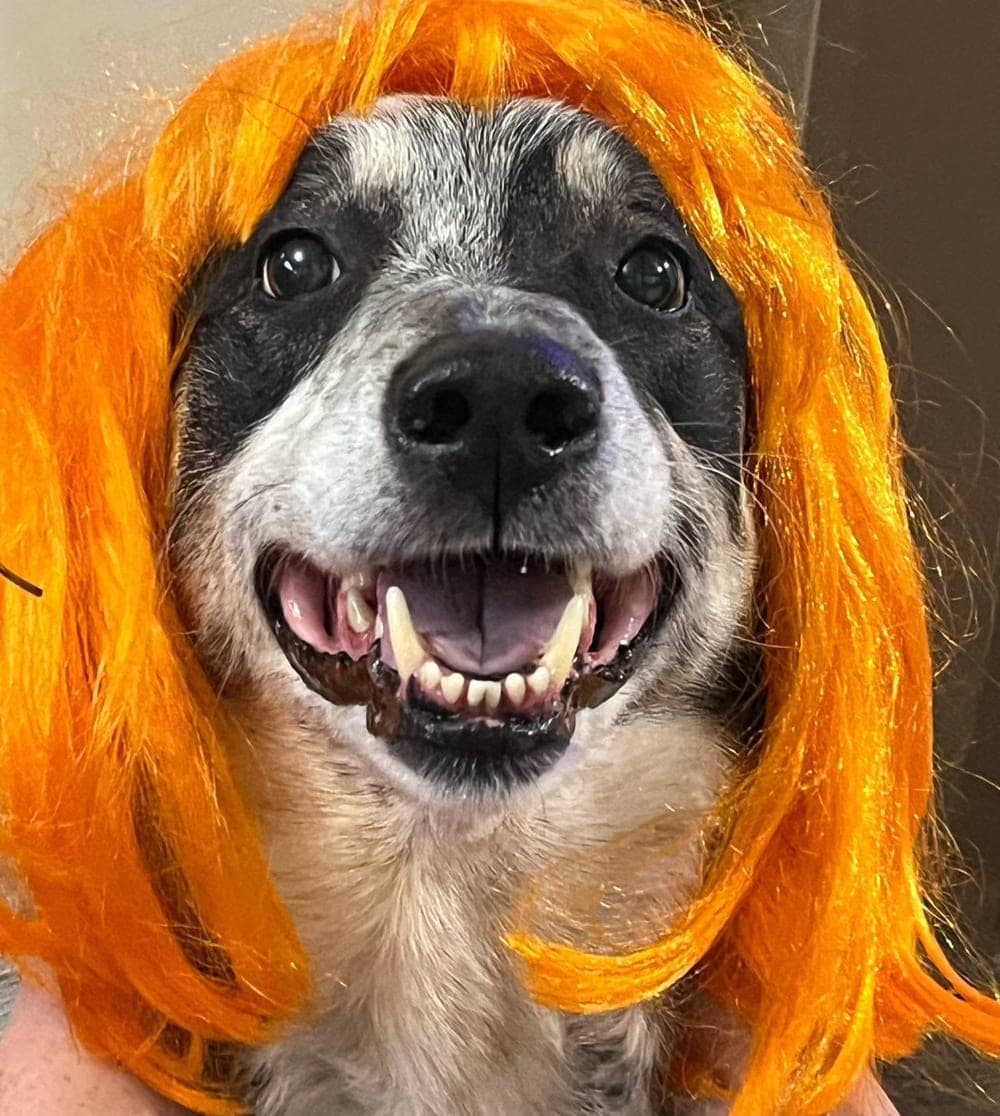 A grinning speckled dog wearing a bright orange wig