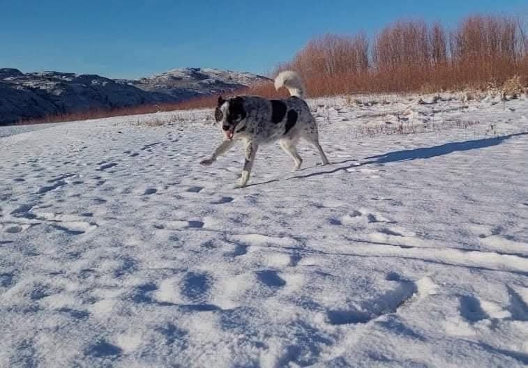 A dog trotting across deep snow with hills and blue sky behind