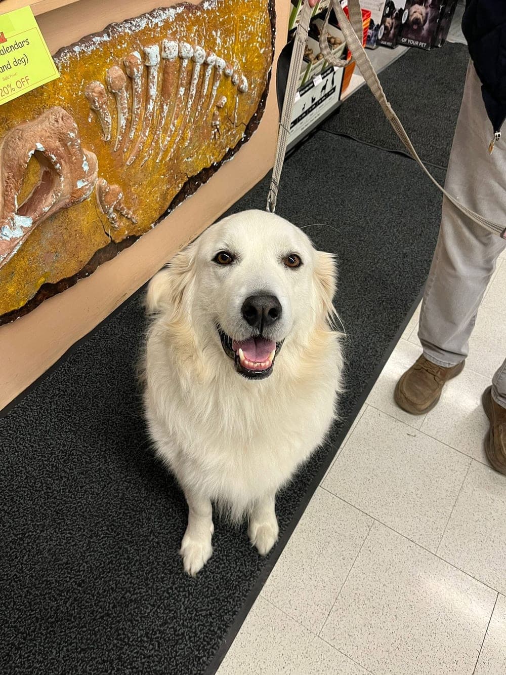 A big fluffy white dog sitting on the store mat, smiling up at the camera
