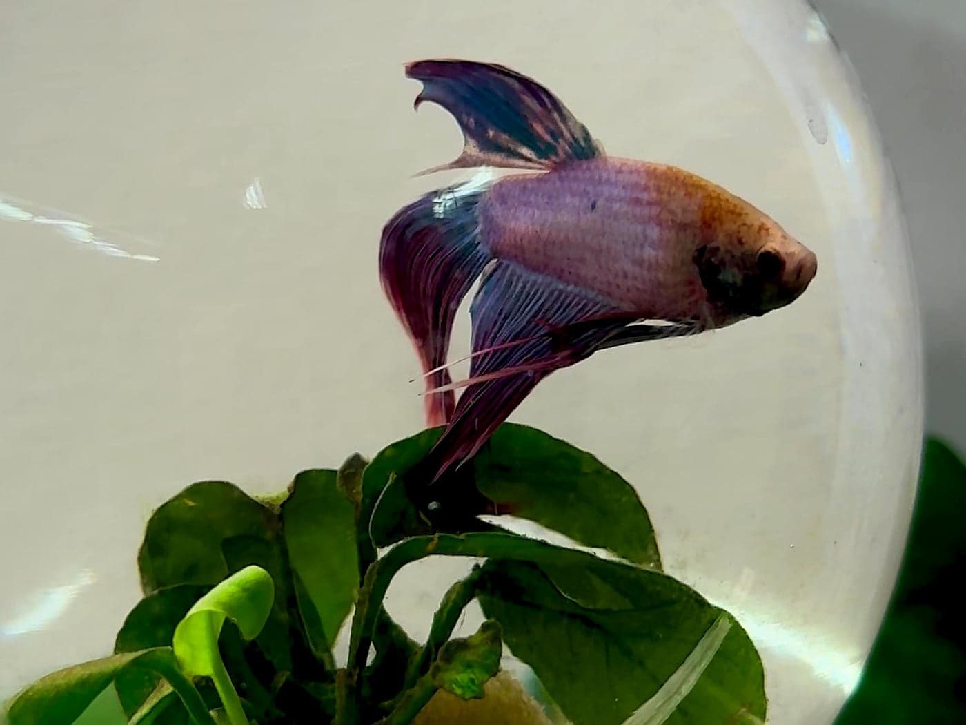 A pink and blue betta fish with its fins spread, swimming above green plants in a glass bowl