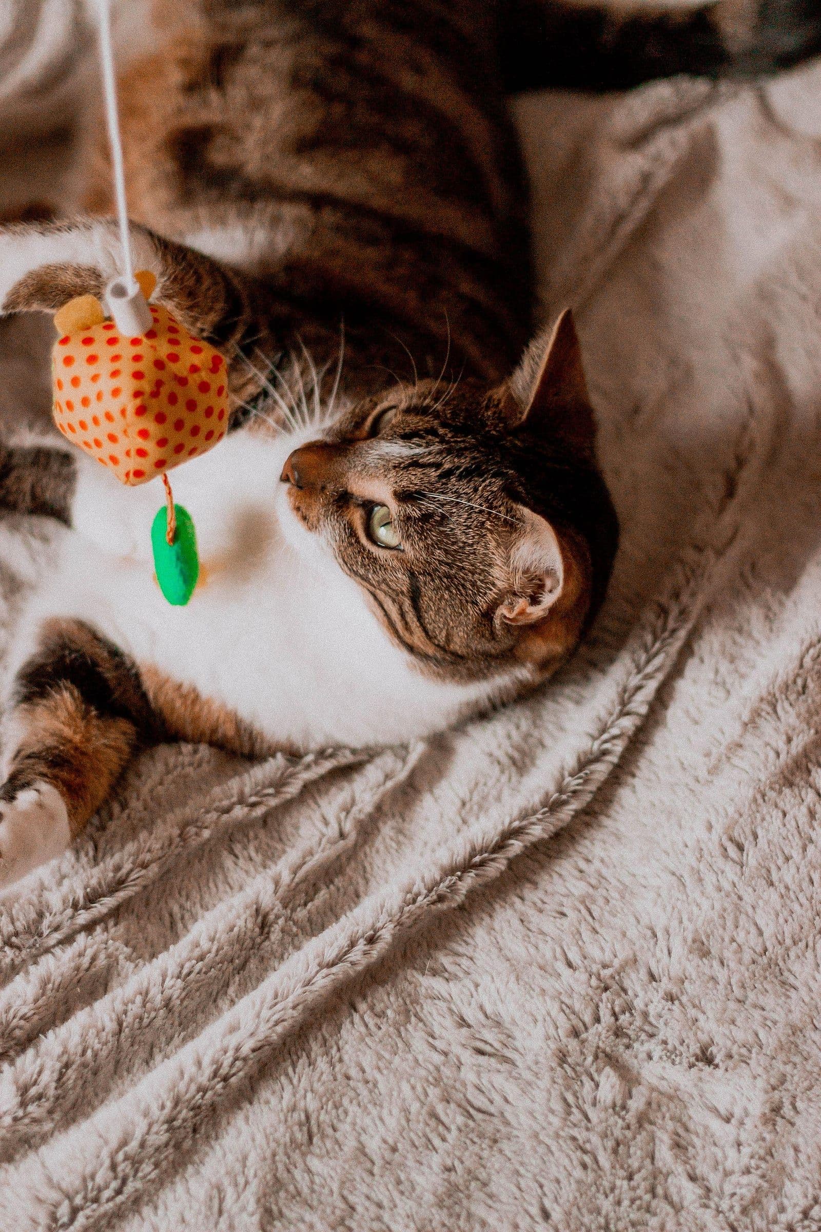 A tabby cat lying on its back, eyeing a dangling orange toy