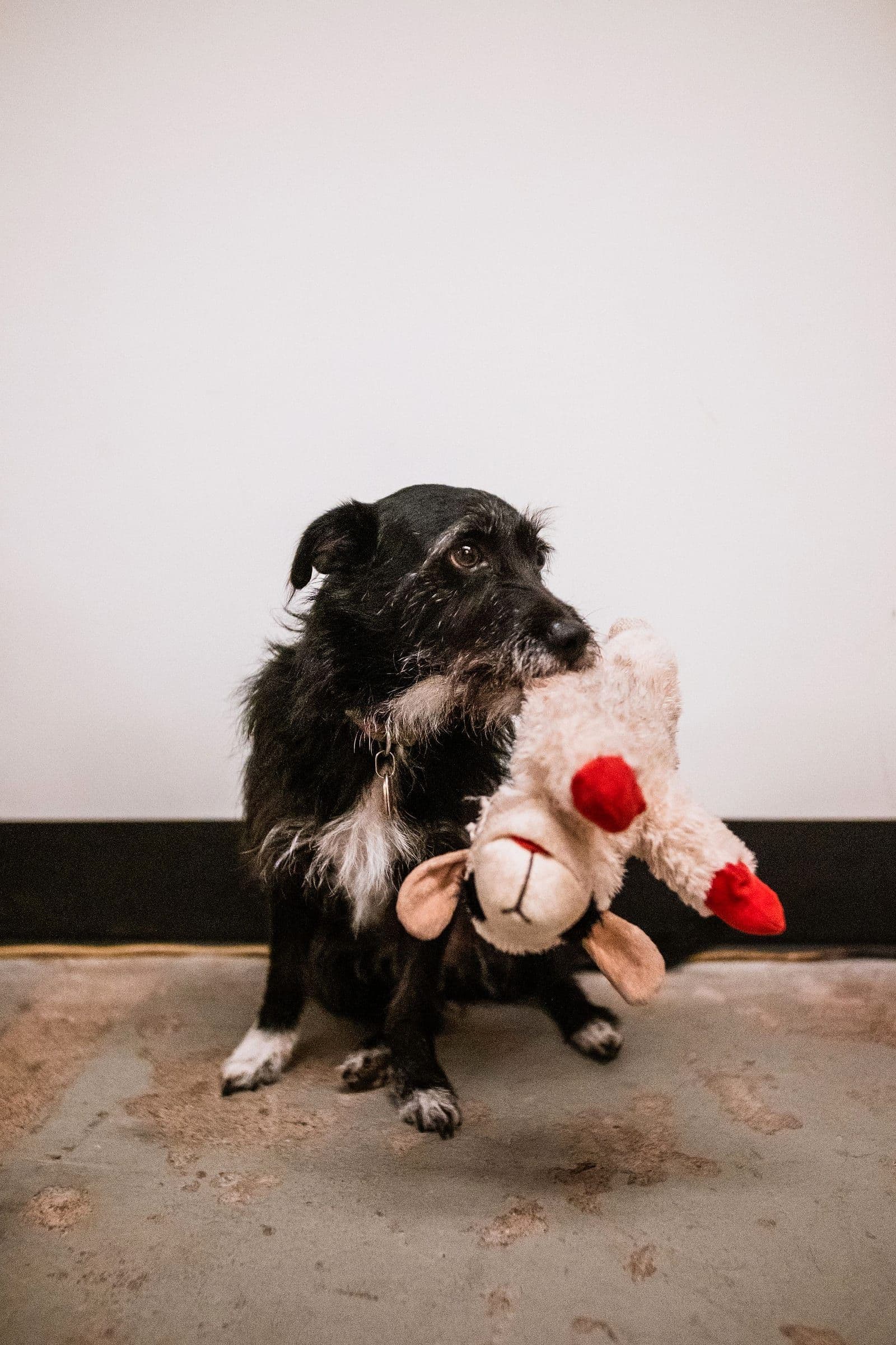 A small black and white dog holding a plush toy