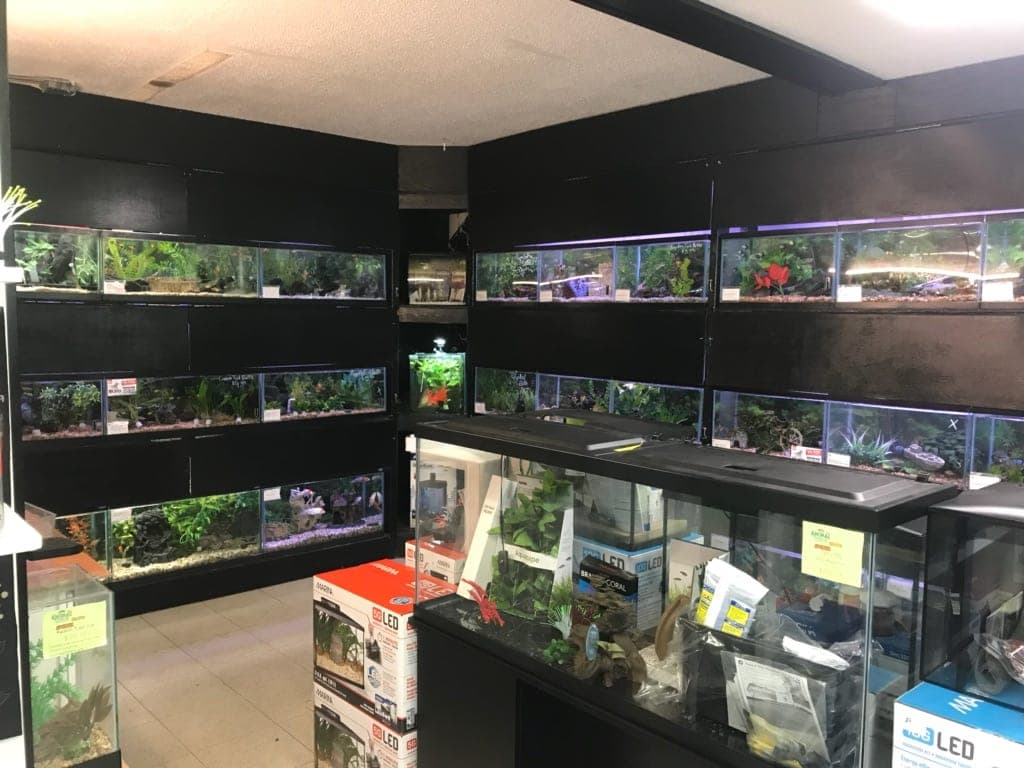 Rows of lit aquariums with live fish and plants in the Revelstoke store's fish room